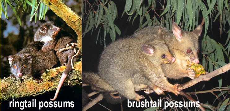 photo of ringtail and brushtail Australian possums